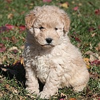 mini goldendoodle with short legs