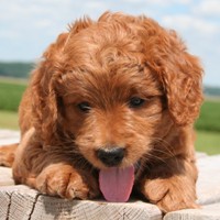 mini goldendoodle with short legs