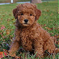 mini teddy bear goldendoodles for sale